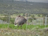 Patagonia, struś