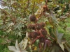 dsc09785