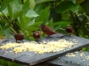 ptaki w Andach